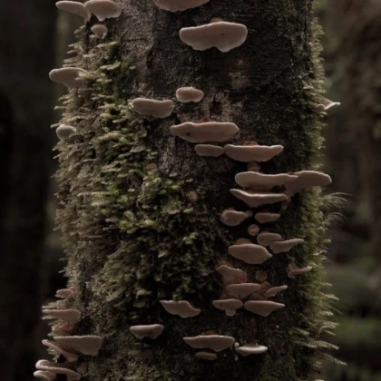 THE FUNGUS IS COMING