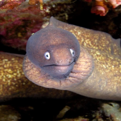 Eels