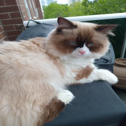 Bird Ragdoll (Bordeaux)