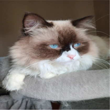 Bird Ragdoll (Claret)