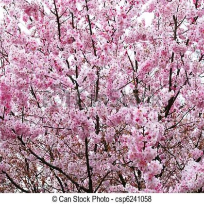 pink cherry blossom shrub