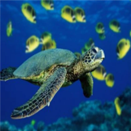sea turtle