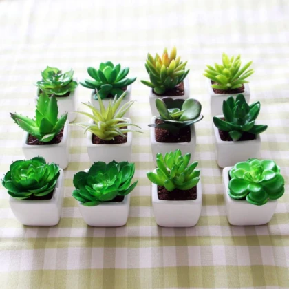 Mini Plant