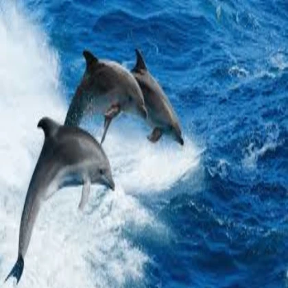 dolphin