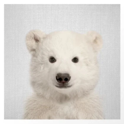 Polar bear