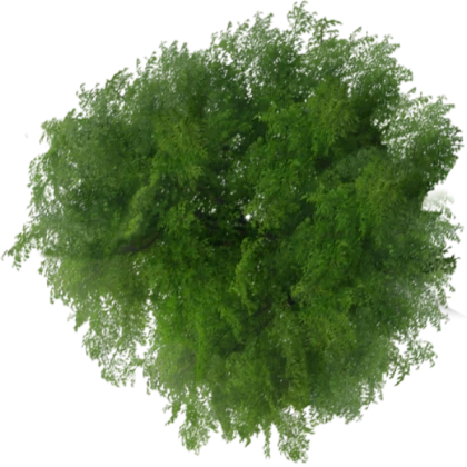 Tree1