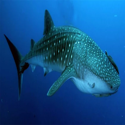 whale shark