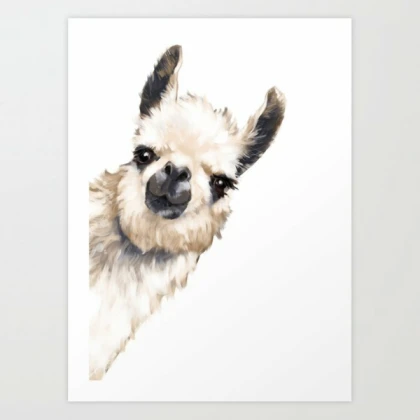 llama