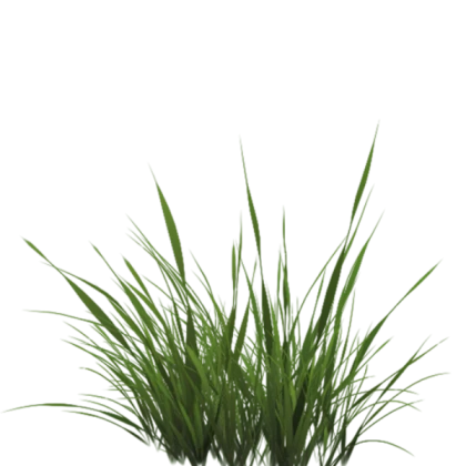 Grass