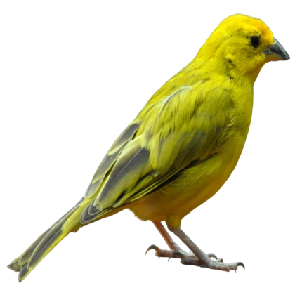 Fire Bird