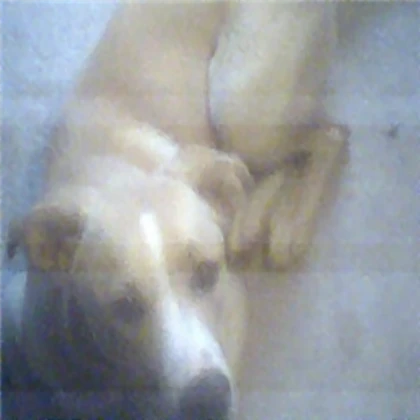 Back Doge Killer