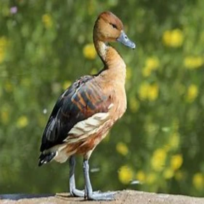 Ruber duck