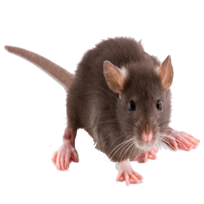 Rat