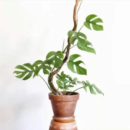 Pot