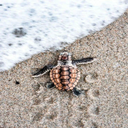 turtle