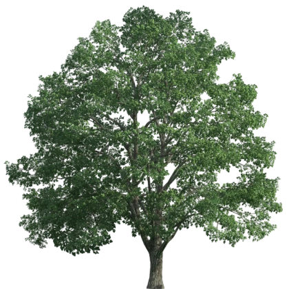 Realistic Oak Tree 