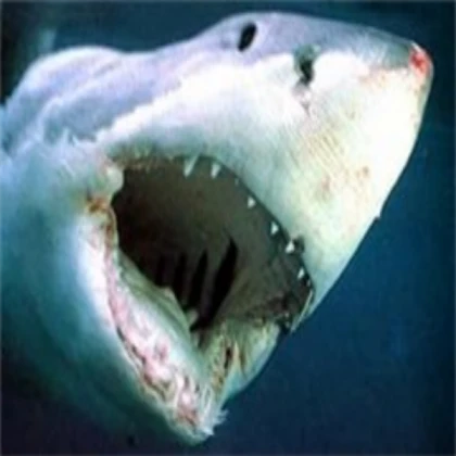 Killer Shark