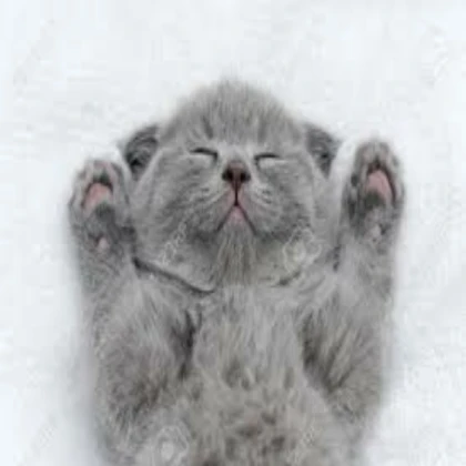 The sleeping cat!