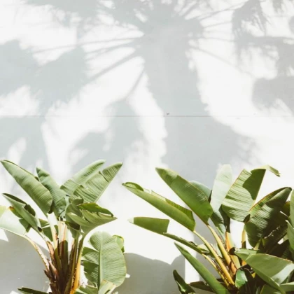 Wall