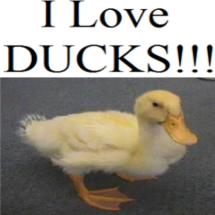raining ducks