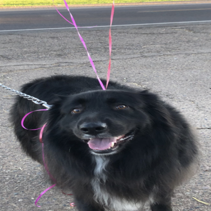 courtney with leash(updated)