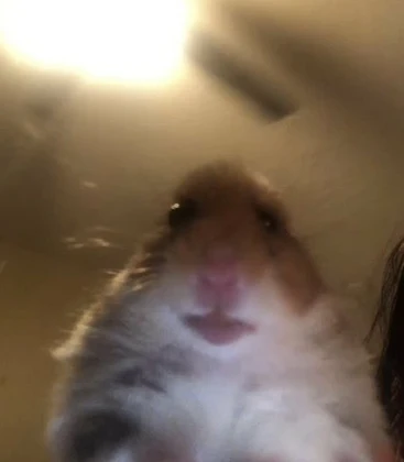 Cute Hamster Npc