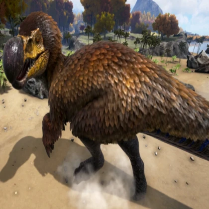 dodorex