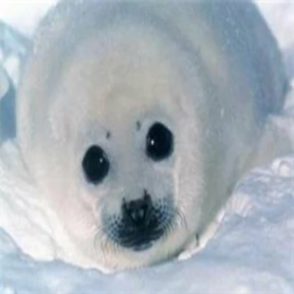 Seal bomb