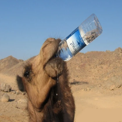 camel