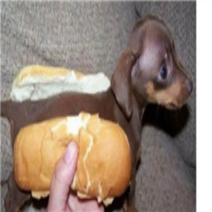 Dogs
