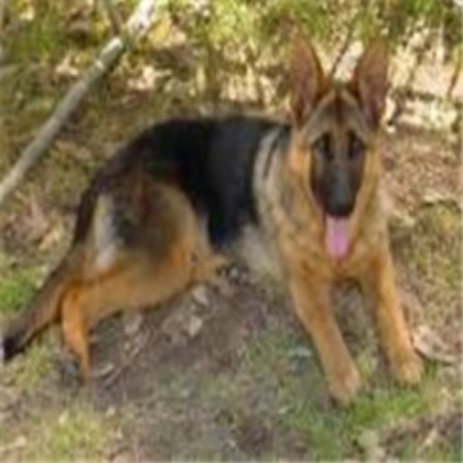 German Shepherd [85,000+ takes]