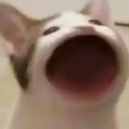 pop cat