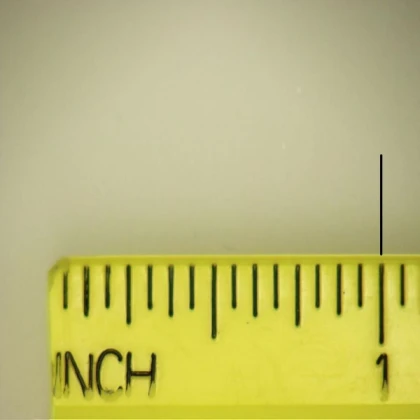 real size ruler
