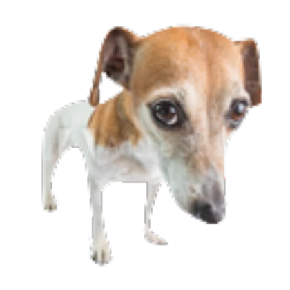 Small dog NPC