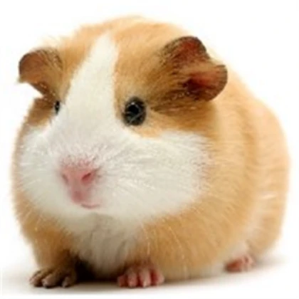 Guinea Pig