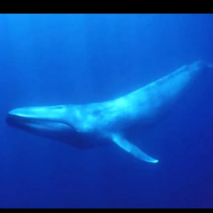 whale