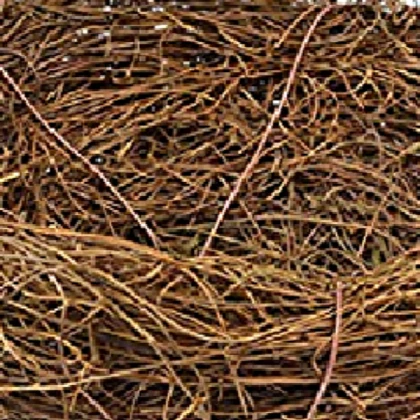 bird nest
