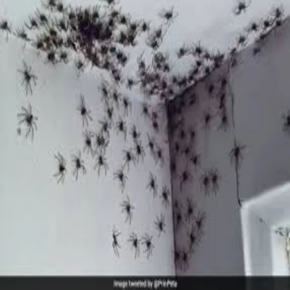 scary spiders inside the house

