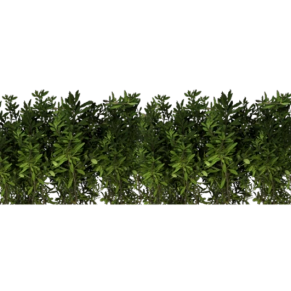 Row of bushes