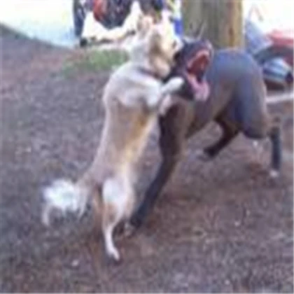 Attacking Dog [WORKING]
