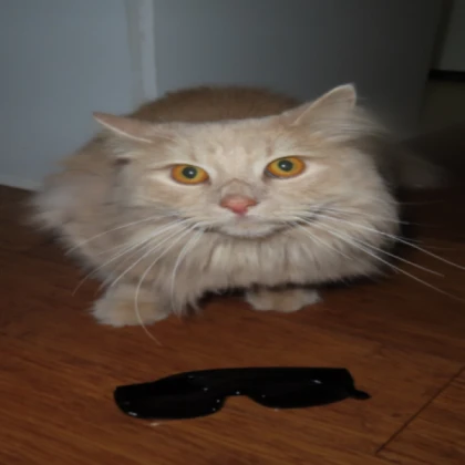 Big Classic Cat (:3)