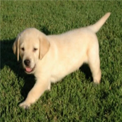 My dog