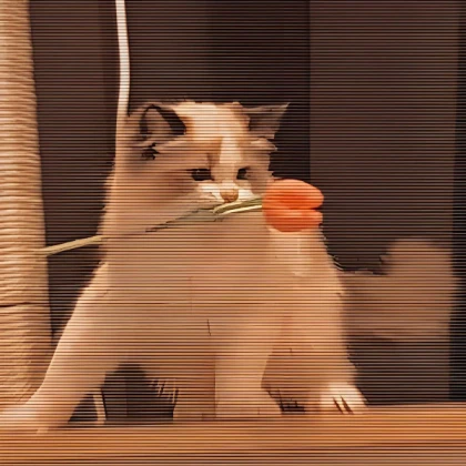 Bird Ragdoll (Tomato)