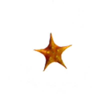 starfish