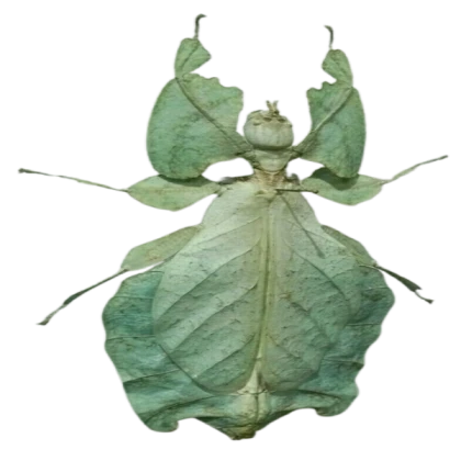 Leafbug