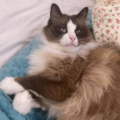 Bird Ragdoll (Auburn)