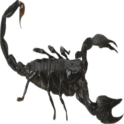 Emperor scorpion