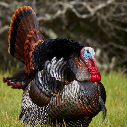 Wild turkey