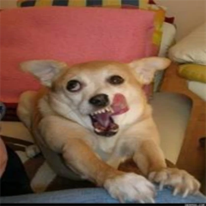 Super Dog