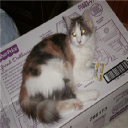 Box full of Ragdolls!